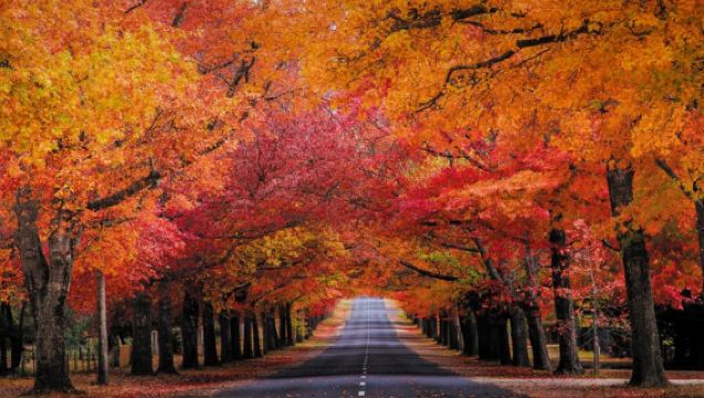 墨爾本出發 馬其頓/馬奇頓賞楓葉中文一日遊