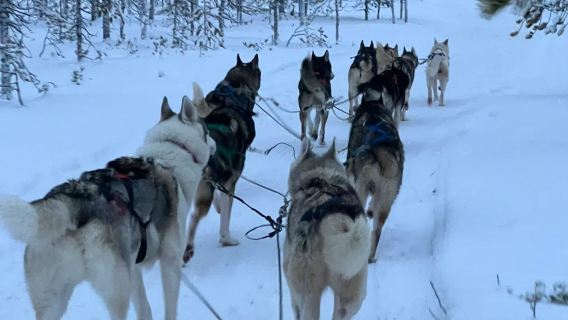 Finland Rovaniemi - Kampung Santa Claus - Taman Anjing Husky - Sewaan Peribadi Lawatan Sehari Tidak Termasuk Tiket - Ikut Kemahuan