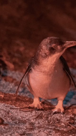 Tasmania: Bicheno Penguin Tour