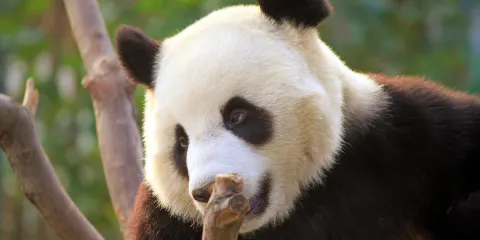 熊貓館和慕田峪長城私人日遊