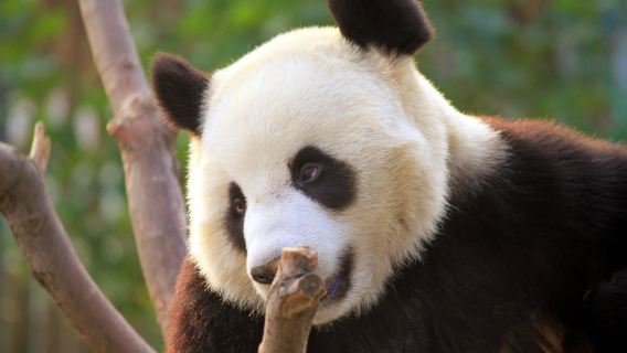 Panda House and Mutianyu Great Wall Private Day Tour