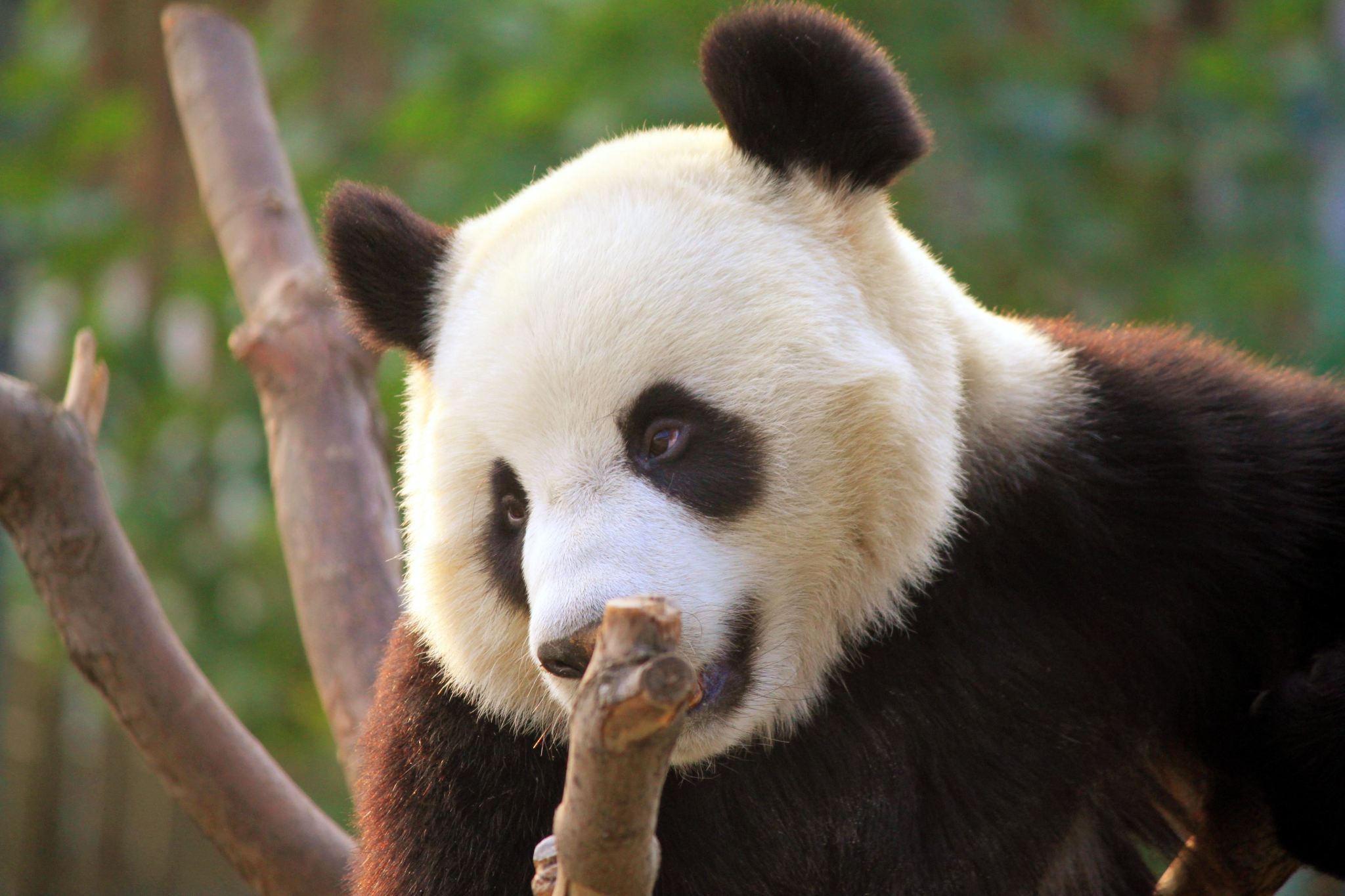 Panda House and Mutianyu Great Wall Private Day Tour