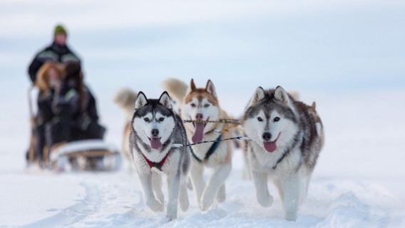 Tromsø·4-7 saatlik köpekli kızak deneyimi (çoklu paket seçenekleri mevcut)