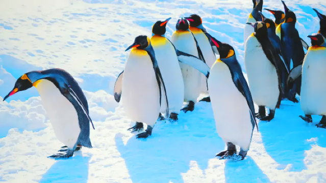 Hokkaido Day Tour: Asahiyama Zoo + Blue Pond +Shirahige Waterfall | Zoo Tickets Included