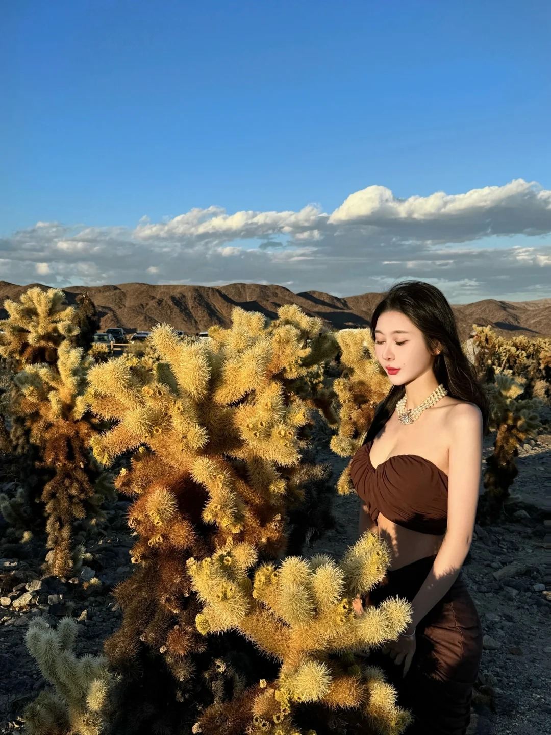 美國鳳凰城來回仙人掌國家公園、巨人柱公園/包車【精選老司機】