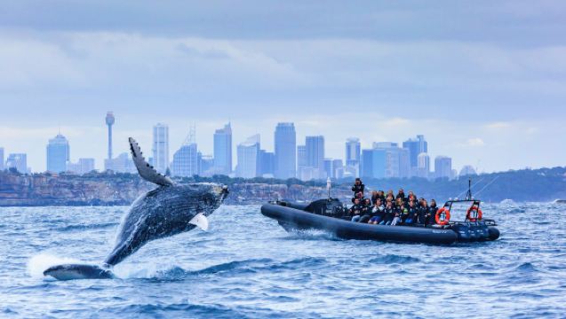 Sydney whale watching cruise half-day tour [close whale watching/popular black boat white boat gray boat/multiple departures optional]