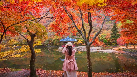 tour di un giorno al parco nazionale di Naejangsan in Corea (partenza da Seoul/Pusan, guida in cinese, inglese e coreano)