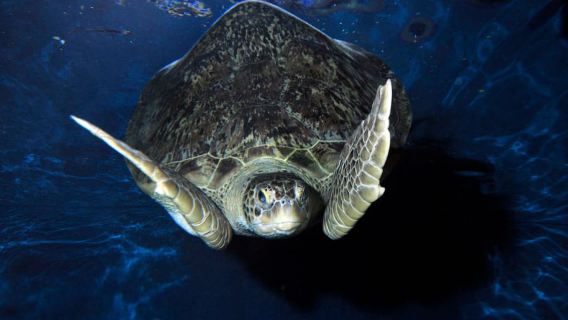 Vé vào cửa Sea Life Weymouth