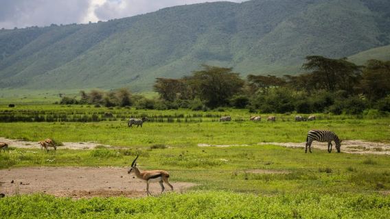 Tanzania: 5-Day Tarangire, Ndutu, and Ngorongoro Safari