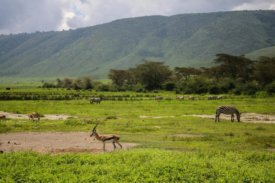 Tanzania: safari di 5 giorni nel Tarangire, Ndutu e Ngorongoro
