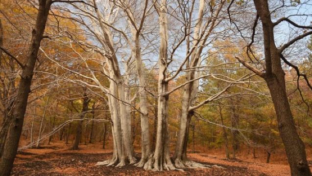 Linguaglossa: Geführte Waldwanderung am Nordhang des Ätna