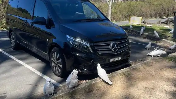 Private Luxury Blue Mountain Tour with Wildlife and River Cruise