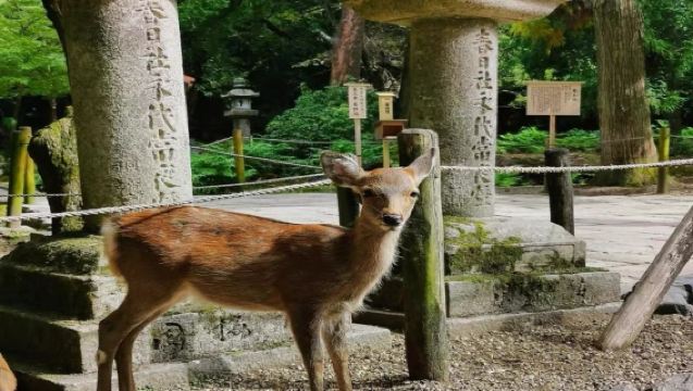 可選小團大阪奈良宇治純玩一日遊 宇治抹茶 奈良公園餵小鹿 源氏湯