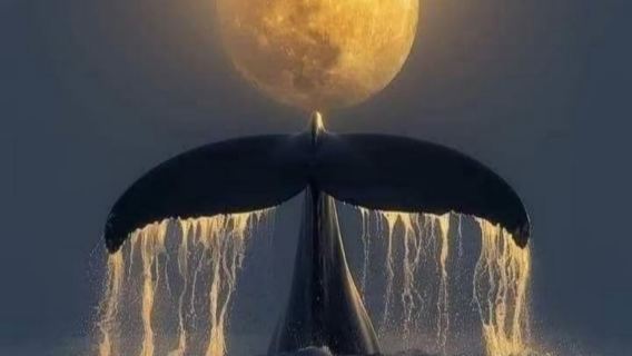 Excursión de un día para avistamiento de ballenas en el Condado de Yilan y pesca de gambas: el viento de Lanyang, la canción del mar y el corazón de la artesanía