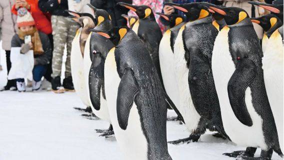 北海道旭山動物園一日遊 含動物園門票|森林精靈露台|白鬚瀑布
