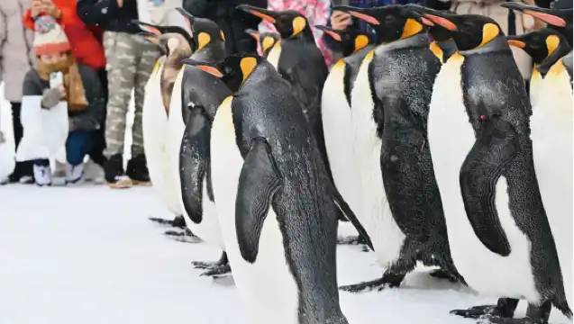 北海道旭川市旭山動物園一日遊 包括動物園門票|森林精靈露台|白鬚瀑布