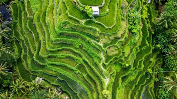 우부드 탐험: 원숭이 숲, 계단식 논, 폭포 등 올인원 패키지