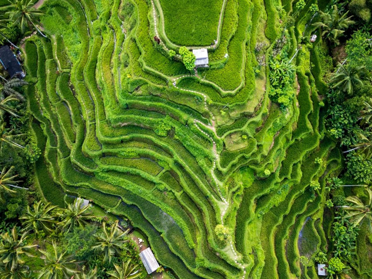 Explore Ubud: All-inclusive Monkey Forest, Rice Terraces, Waterfalls, and More