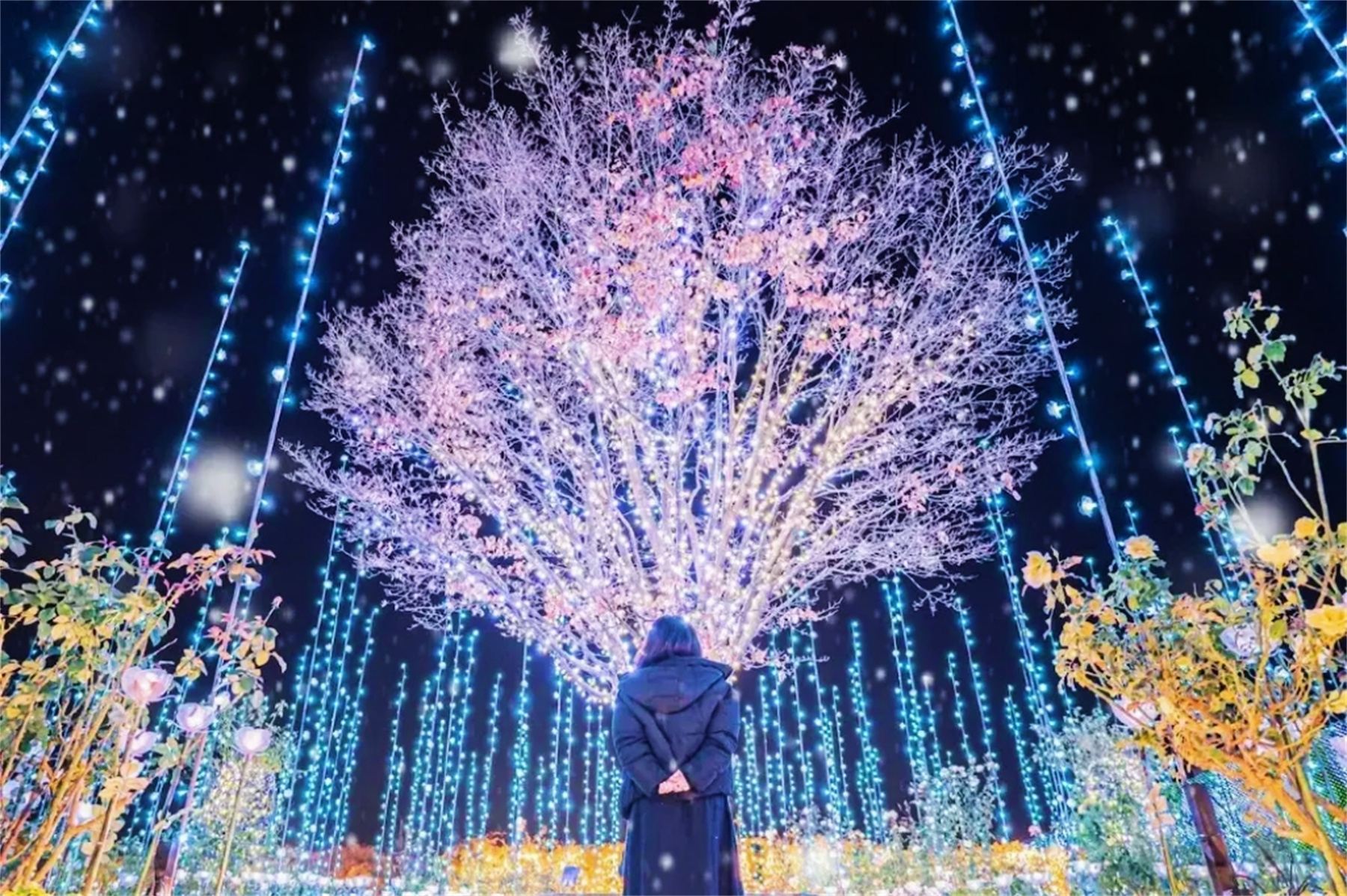 Ibaraki Ashikaga Flower Park Japan Light Show + Nakaminato Fish Market + Kamiiso no Torii 1-day tour