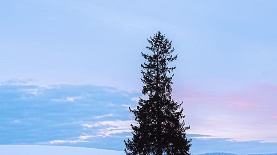 北海道人氣景點一日遊｜旭川動物園&網紅樹&白鬚瀑布&美瑛青池