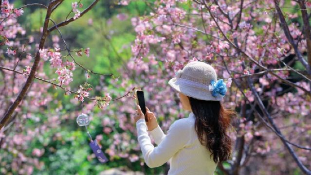 含門票車費+肇慶鼎湖山+七星巖+古城牆一日遊+私家獨立私人導覽