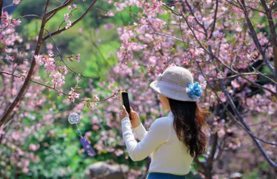 含門票車費+肇慶鼎湖山+七星巖+古城牆一日遊+私家獨立小包團