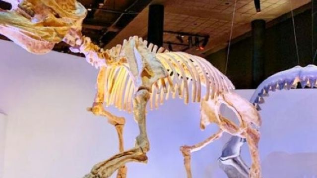 美國休斯頓自然科學博物館+赫曼公園一日遊/行程可調-隨性而行