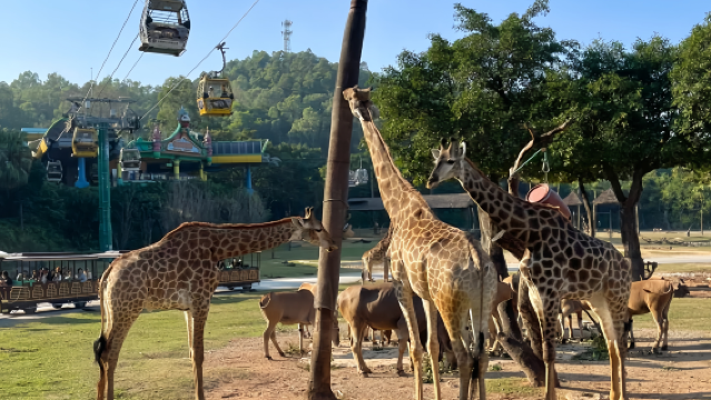 廣州長隆動物世界+歡樂世界+飛鳥樂園2天1晚/3天2晚熊貓/香江/長隆可選大馬戲/晚餐含園內接駁車親子組合