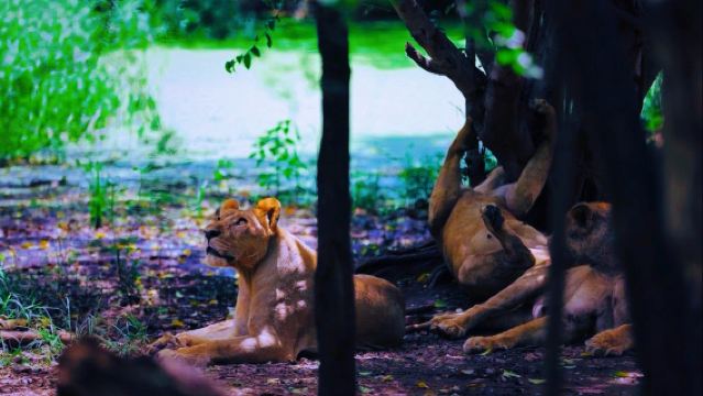 [ทัวร์กลุ่มเล็กคุณภาพสูง] ทัวร์ 1 วัน ซาฟารีเวิลด์ กรุงเทพ|รวมตั๋วเข้า|รวมบริการรับส่ง|มีตัวเลือกรวมอาหาร