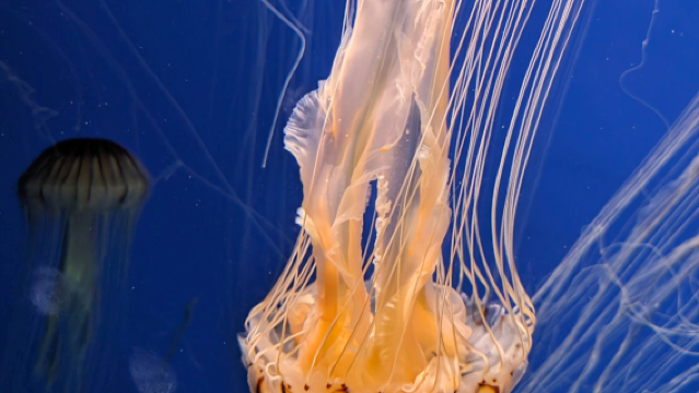 美國亞特蘭大佐治亞水族館-可口可樂博物館【中文專車-悅享旅程】