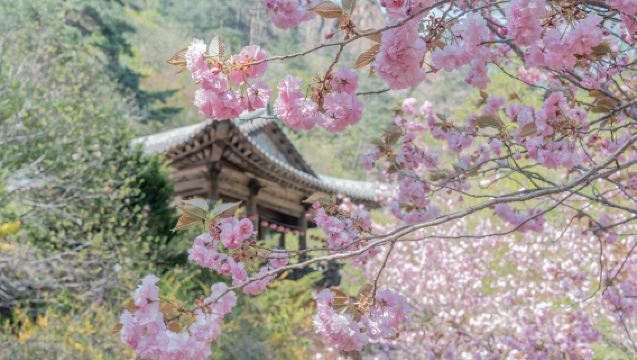 ทัวร์วันเดียว เขาเซอักซาน & ถนนซากุระทะเลสาบยองรัง & ตลาดซกโช