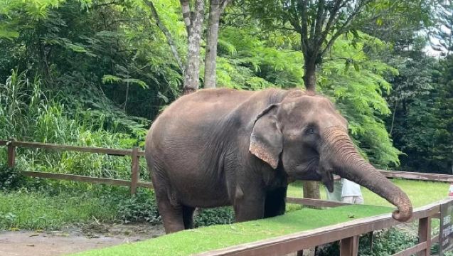 Yunnan Xishuangbanna: Customize Your Itinerary to the Tropical Botanical Garden + Wild Elephant Valley + Manting Imperial Garden