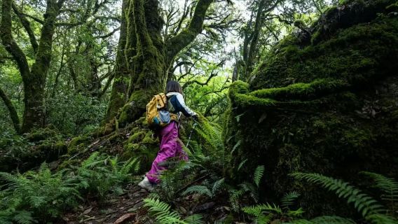 Lawatan Sehari Mendaki Hutan Bulu Primitif di Gunung Gaoligong Tengchong [Pemandu Pelancong Profesional + Dapur Gunung]