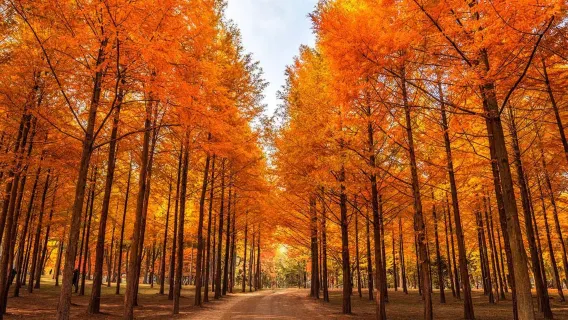 1-day tour to Nami Island + alpaca park + Petite France & Italian village + morning calm arboretum