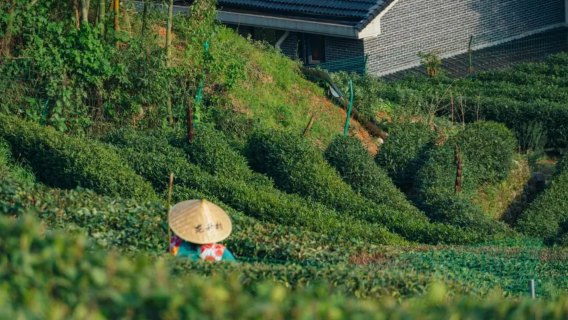Hangzhou Nine Creeks in the Misty Forest and Shili Langdang path tea plantation full-day hiking experience