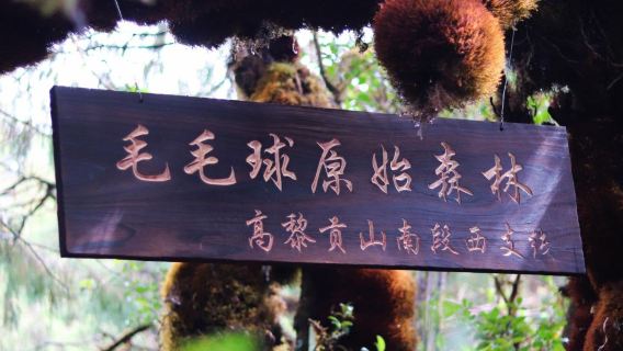 高黎貢山毛毛球徒步+毛毛球廚房1日遊