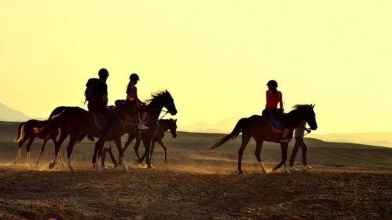Marsa Alam: Sea and Desert Horse Riding Tour
