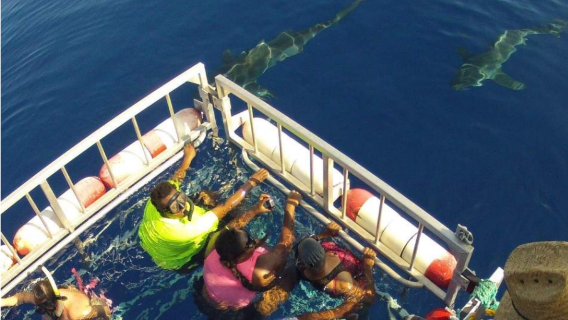 experiencia de buceo en jaula con tiburones en la costa norte de Oahu