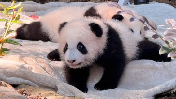 Wycieczka jednodniowa z przesiadką na lotnisku Chengdu Tianfu + Baza Pand (wycieczka prywatna)