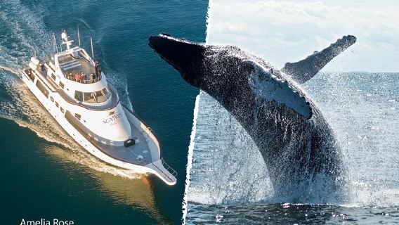 ReykjavikExperiences