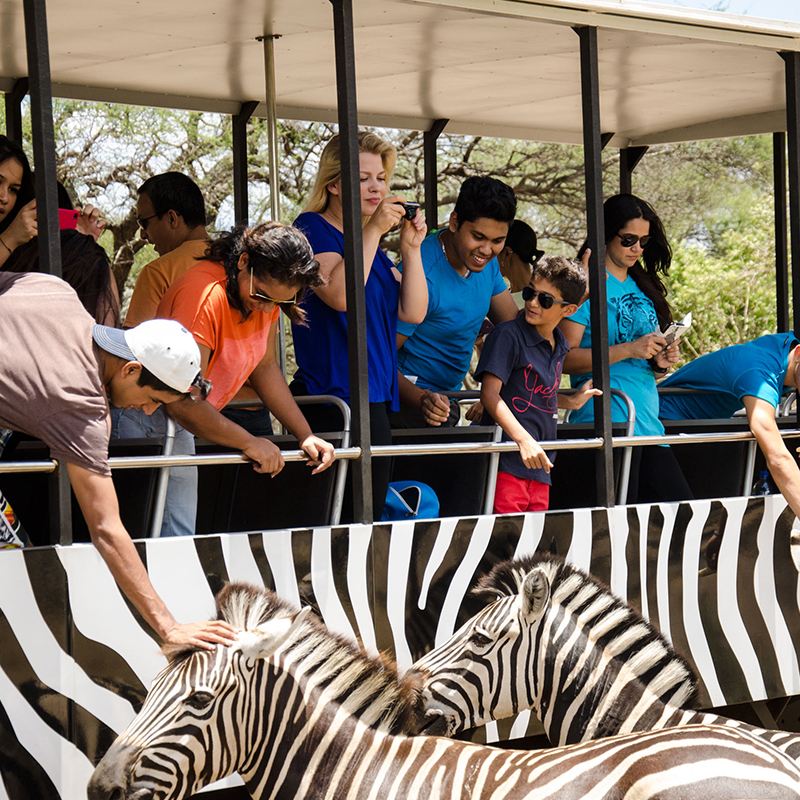 Mauritius Casela Nature Parks Admission Ticket / Walk with Lions / Cheetah Interaction / Family Tour