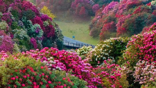 貴州畢節百里杜鵑風景區賞花一日遊【私家團包車遊+上門接駁】