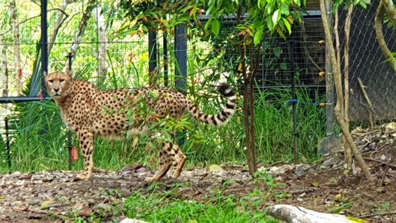 Cebu Safari and Adventure Park