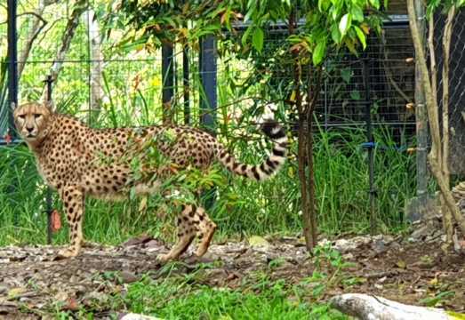 Cebu Safari and Adventure Park
