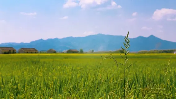 【包車遊】宏村＋塔川＋碧山村＋西遞一日遊