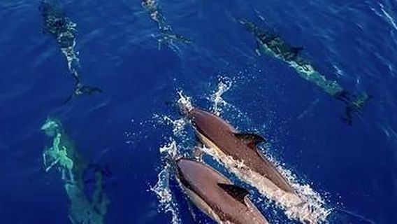 Costa AdejeTours