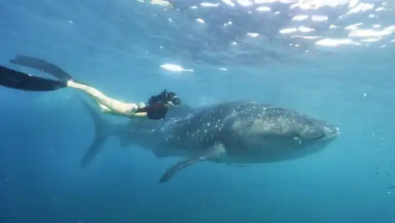 Bohol Island Departure: Oslob Whale Shark Watching and Snorkeling 1-day Tour|Round-trip transport included