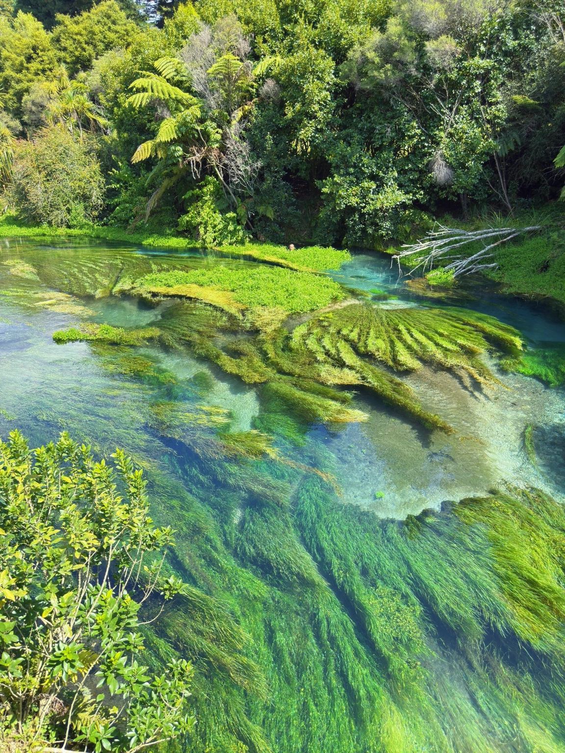 紐西蘭羅托魯瓦「地熱世界+毛利文化村一日遊」奧克蘭出發