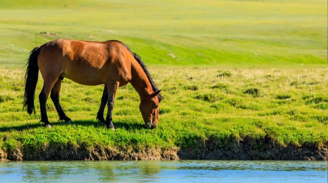 九州風光·贈阿蘇山接駁車：阿蘇火山+草千里騎馬+高千穗一日遊