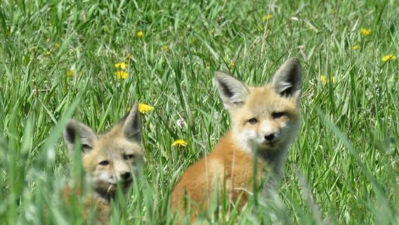 Grand Teton National Park: Full-Day Tour with Boat Ride